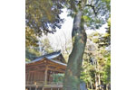菖蒲神明神社のクスノキ-02