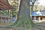 菖蒲神明神社のクスノキ-03