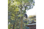 菖蒲神明神社のクスノキ-05