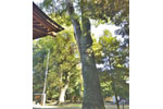 菖蒲神明神社のクスノキ-07