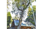菖蒲神明神社のクスノキ-10