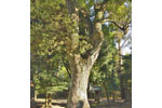 菖蒲神明神社のクスノキ-11