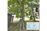 cm-上高柳諏訪神社-04
