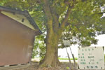 上高柳諏訪神社のスダジイ-03