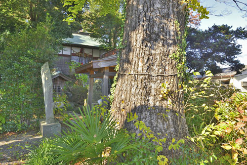 北下新井若宮八幡社のイチョウ-01