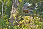 北下新井若宮八幡社のイチョウ-04