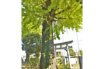 北下新井若宮八幡社のイチョウ-08