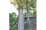 北下新井若宮八幡社のイチョウ-12