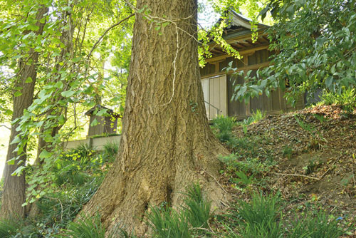横沼神社のイチョウ-01