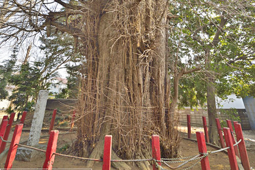大川戸の大イチョウ-01
