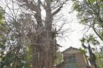 大川戸の大イチョウ-03