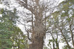 大川戸の大イチョウ-05