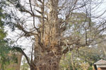 大川戸の大イチョウ-08