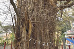 大川戸の大イチョウ-10