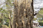 大川戸の大イチョウ-11