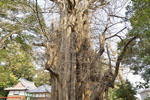 大川戸の大イチョウ-12