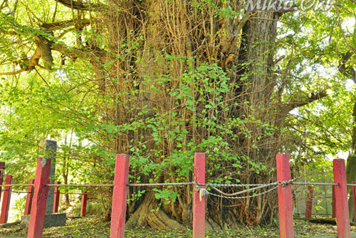 大川戸の大イチョウ-01