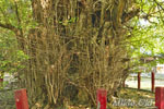 大川戸の大イチョウ-06
