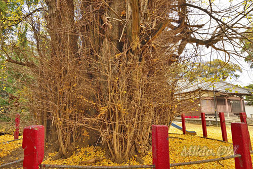 大川戸の大イチョウ-01