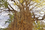 大川戸の大イチョウ-03