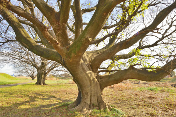 cm-古利根川緑道-01
