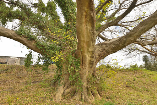 古利根川緑道のエノキ群-01