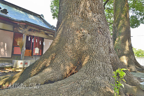 道佛稲荷神社のクスノキ-01