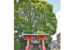 道佛稲荷神社のクスノキ-04