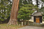 八和田神社の大スギ-04
