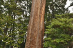 八和田神社の大スギ-05