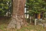 八和田神社の大スギ-07