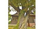 多気比売神社の大シイ-02