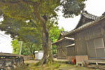 多気比売神社の大シイ-03