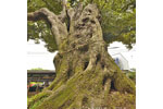 多気比売神社の大シイ-07