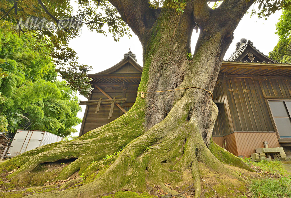 埼玉県の巨木 多気比売神社の大シイ