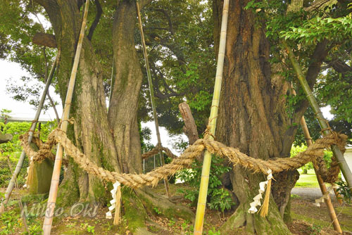 多気比売神社の大シイ-01