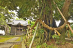 多気比売神社の大シイ-03