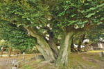 多気比売神社の大シイ-08