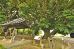 多気比売神社の大シイ-11