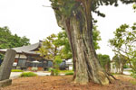 光照寺のコウヤマキ-02