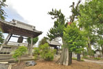 光照寺のコウヤマキ-05