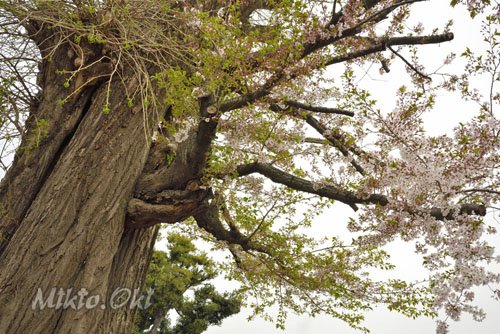 醫光寺のイチョウ-01