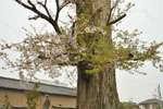 醫光寺のイチョウ-06