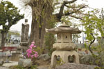 醫光寺のイチョウ-08