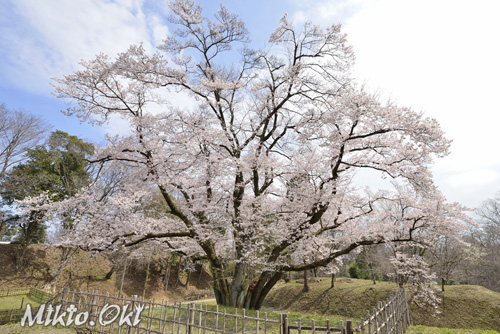 鉢形城の桜01