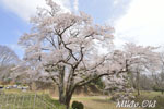 鉢形城の桜02