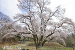 鉢形城の桜04