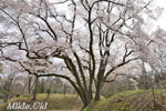 鉢形城の桜05