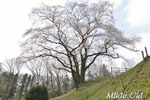 鉢形城の桜07