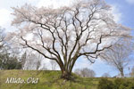 鉢形城の桜08